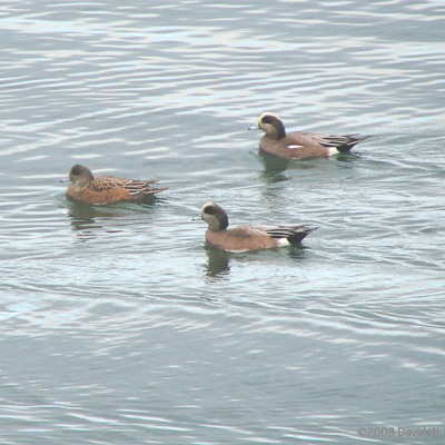 Barrow's goldeneye  Washington Department of Fish & Wildlife